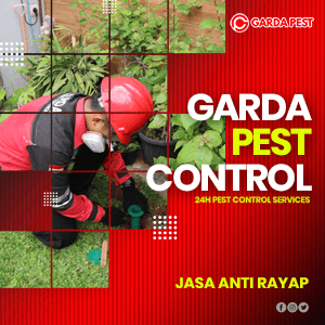 Jasa Anti Rayap di Bandung Bergaransi